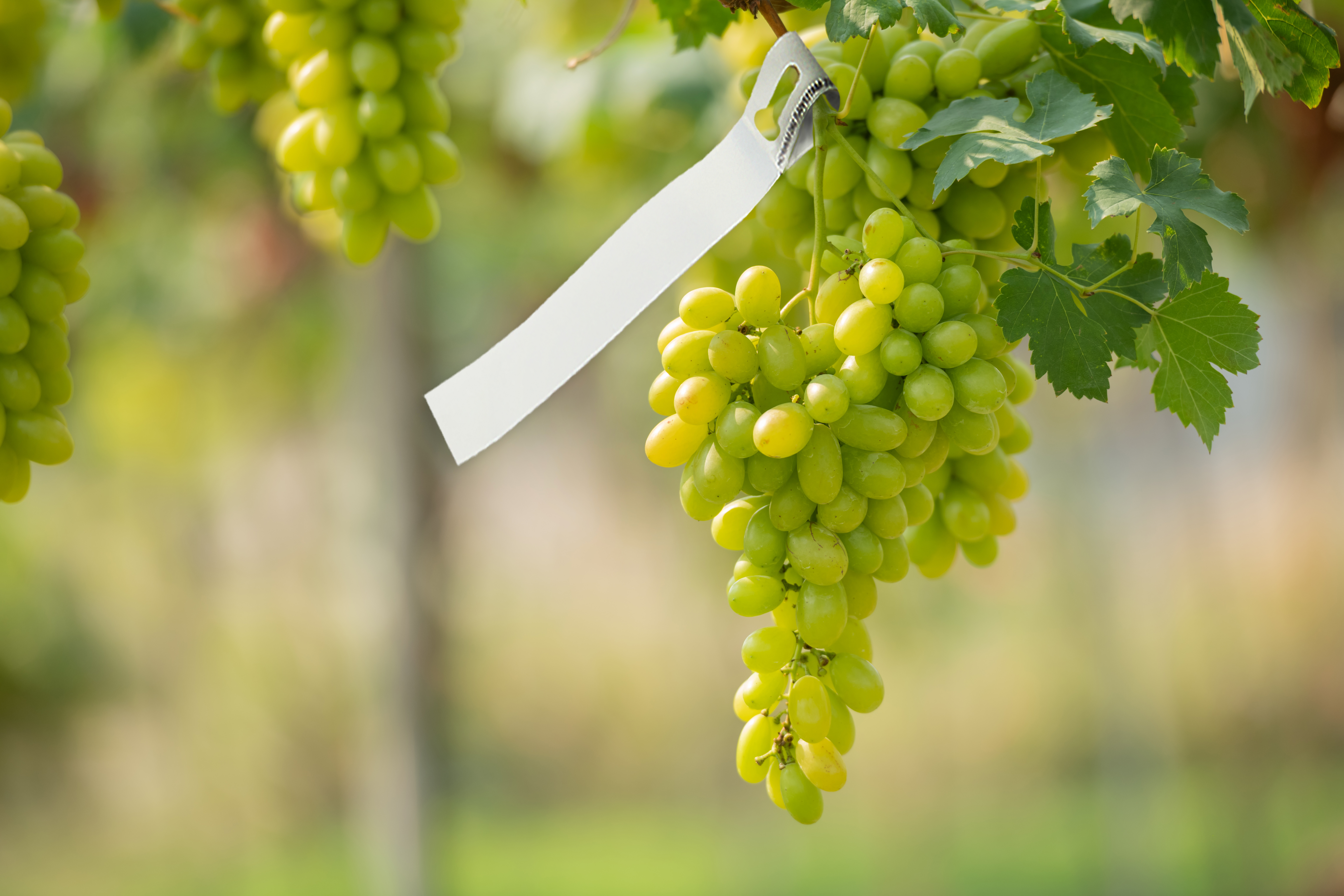 Этикетки и бирки для садовых центров